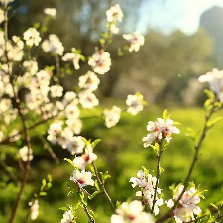 Hotel Koop' / Eski Datca