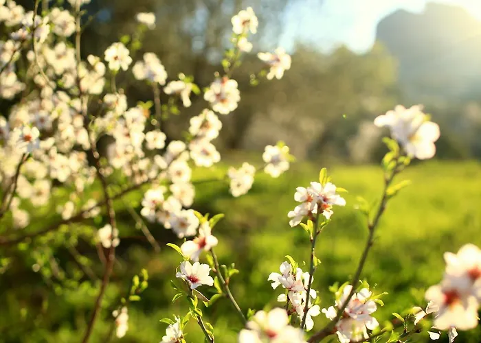 Hotel Koop' / Eski Datca